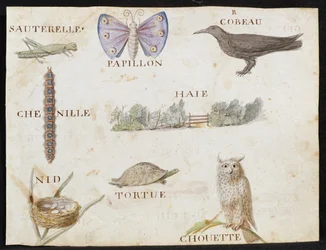 Illustrazioni da 